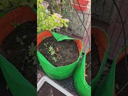 Leaving your plants is painful 😒  #gardening #plantcaretips