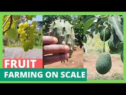 Fruit farming on a scale - This farm has almost everything