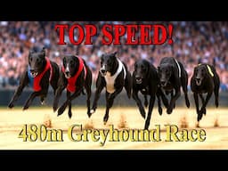 Greyhound Racing – The Crowd Went Wild! Intense 480m Race