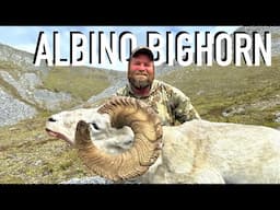 THE ALBINO BIGHORN / Dall Sheep Hunting - Stuck N The Rut 202