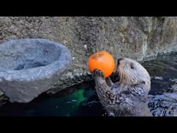Watch Sea Otters Play Water Basketball