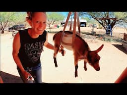 Getting Our Goats Ready For The Show