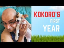 My Dog Kokoro's First Year! [Spoiler: She is Awesome!]