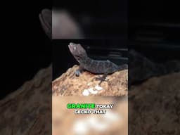 Tokay Gecko Double Evolution  Granite Pied Transformation!