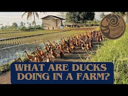 Role of ducks in paddy farming | What are ducks doing in a rice farm | Nature Connection