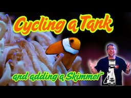 What Does a Marine Cycle Look Like? Plus Adding a Skimmer!