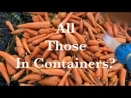 Harvesting Carrots From Containers!