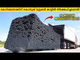 എന്തിനാണ് കോടിക്കണക്കിന് കൊതുക് മുട്ടകൾ അമരിക്ക തുറന്ന് വിട്ടത്?😱US Released 100 Million Mosquitoes!