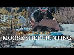 Spring Moose SHED Hunting..Creek Bottoms & Paddles In The Willows