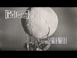 HOUSE FLY JUGGLES LINT BALL