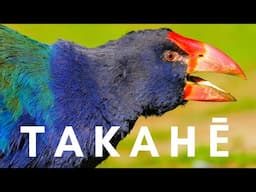 REDISCOVERED TWICE - The Surprising Story of the Takahē