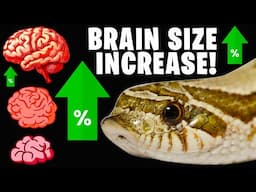 Enrichment Increases Brain Volume in Snakes!