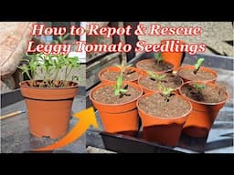 How to Re pot & rescue Leggy Tomato Seedlings