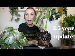 Monstera Thai Constellation UPDATE! --Repotting after 2.5 Years