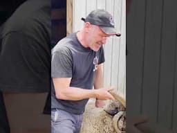 You Won’t Believe How This Sheep Adjusted!