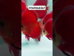 BEAUTIFUL REDS @4rajagrawal #discusfish #youtubeshorts #shorts