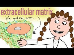 the extracellular matrix (& aging)