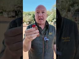 Lets Make Pangolins Safe Again, Elon!