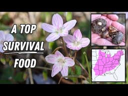 These Pink Flowers Reveal a Top Survival Food in the Eastern US