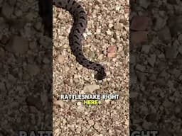 Why You Should Stay Away From Snakes 🐍