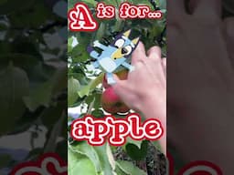 Bluey ABC - A Is For Apple! 🍎🍏 #bluey #ABC #blueylearning #kidslearning