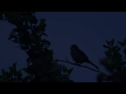 Birdsong: Listen to the Dawn Chorus at Floret