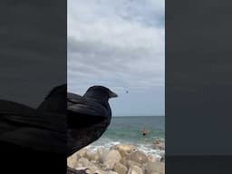 From Scenic to Silly: When a Raven Crashes the Photoshoot! #photobomb #nature #funny