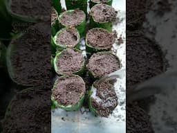 Bitter Gourd #viralshort #gardening #viralvideo #viralvideo #garden #viral  #plants #vegetables