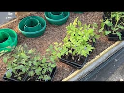 Planting the main crop tomatoes