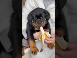 He doesn’t like banana 🥹