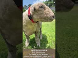 บ๊อบผู้กินอร่อยทุกอย่าง Bob the sheep that finds everything delicious