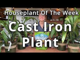 Cast Iron Plant - Houseplant of the Week