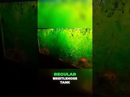Aquarium Plant Overgrowth: How to Manage Hornwort in Your Tank