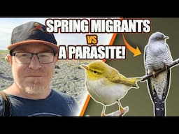 Spring Migrants & a Brood Parasite! | Big Year Birding Continues