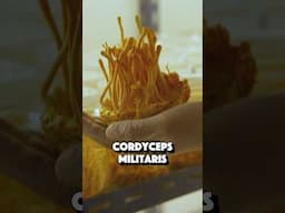 Cordyceps Mushroom Benefits – Boost Stamina, Performance & Focus!