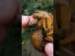 The Biggest Parasite I’ve Ever Seen! 😱 #animals #nature #shorts
