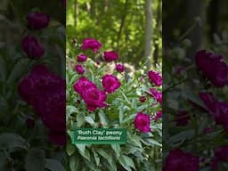 5 Things to Know About Growing Beautiful Peonies 🌸✨ #peony #gardentips #flowergardening #peonyflower