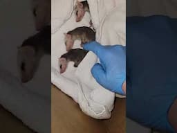I Have Been Chosen! What Do I Do??? #opossum #wildlifehelp #shorts