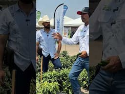 Más PICOSOS 🌶️ 5 #elcampoesfuturo #elcamponopara #agricultura #campomexicano