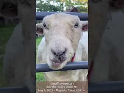 บ๊อบผู้กินตลอดเวลา Bob the hungry sheep