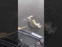 EPIC Topwater Musky Fishing in EXTREME Rain! #fishing #shorts #muskyfishing #musky #outdoors