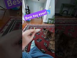 🐈‍⬛Soot's Favorite Toy! 🐀
