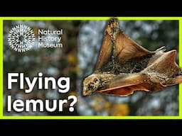 What is a colugo? | Surprising Science