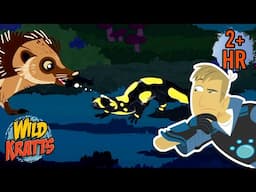 Fire Salamander Vs Hedgehog | Creature Combat | Animals for Kids | Wild Kratts