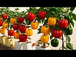 How to Grow Bell Peppers in Plastic Bottles | Easy & Productive Balcony Gardening