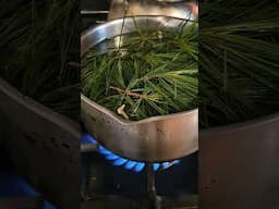 Pine needle tea. God's pharmacy.