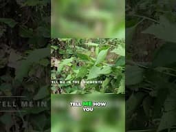 Jack in the Bush: Grandma's Secret Healing Remedy?