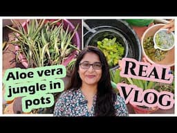 🔴ALOE VERA एलोविरा का पौधा घना और स्वस्थ कैसे बनाएं  how to make healthy and bushy #aloevera #garden