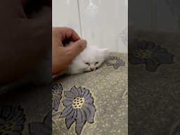 Persian kitten in sleepy mode . Sleeping beauty