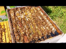 Best Spring Honey Crop Ever?